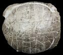 Fossil Tortoise (Stylemys) From Nebraska - Very Inflated #51317-1
